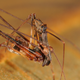 An adult male of Eriauchenius workmani. This species was the first living pelican spider found in the forests of Madagascar, after being known only from fossils. Image: Nikolaj Scharff